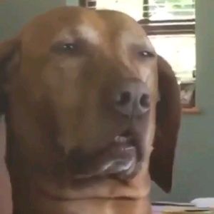 Meet your Posher, Tj